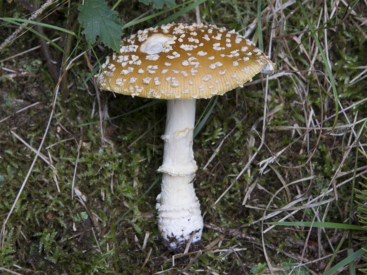 Amanita muscaria